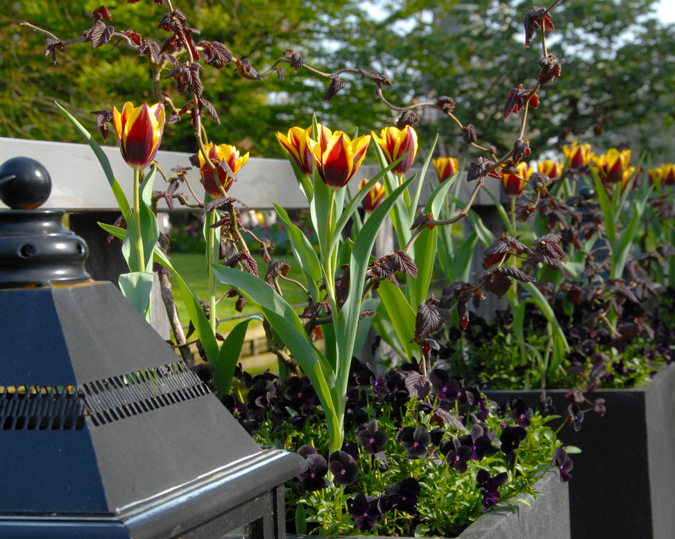 Flower BulbsGavota Bulbs UK - 5