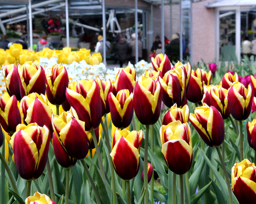 Tulip 'Gavota'