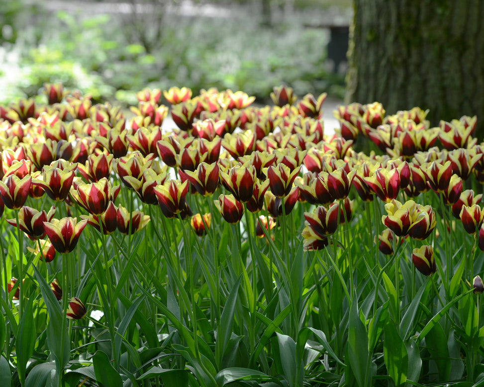 Flower BulbsGavota Bulbs UK - 4