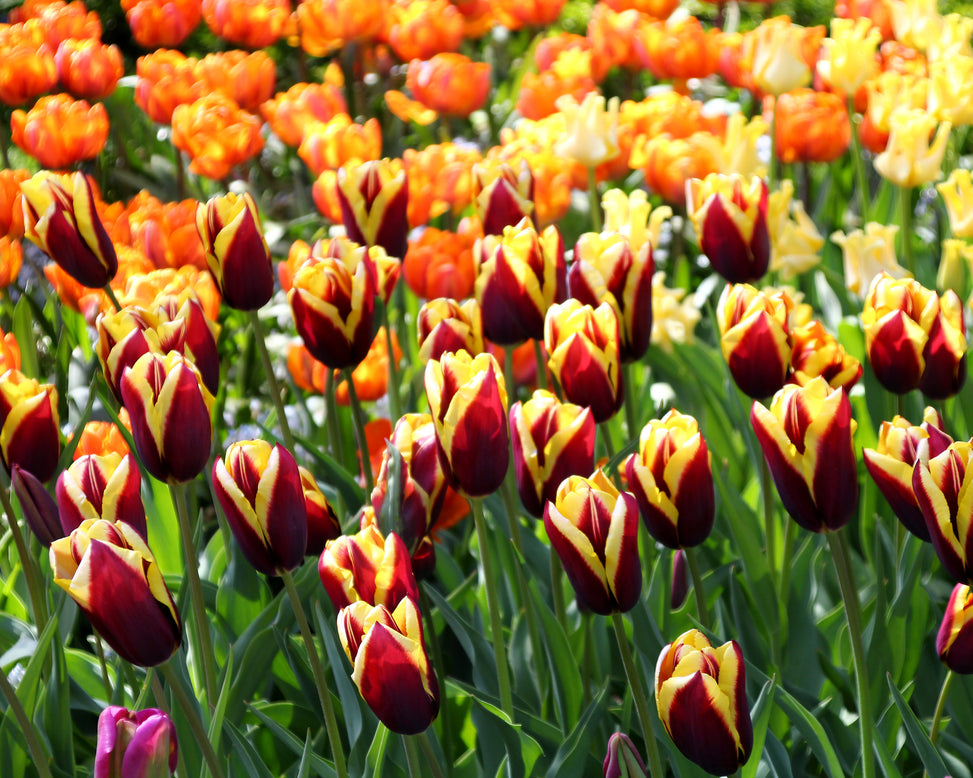 Tulip 'Gavota'