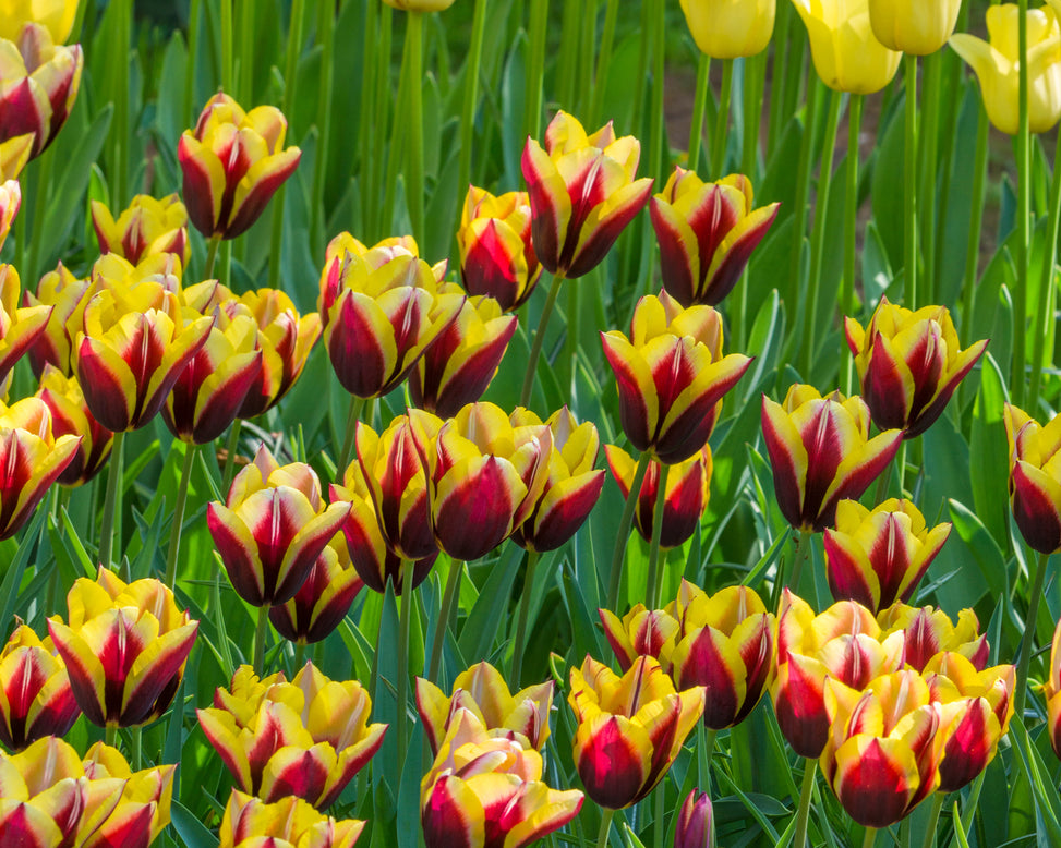 Flower BulbsGavota Bulbs UK - 3