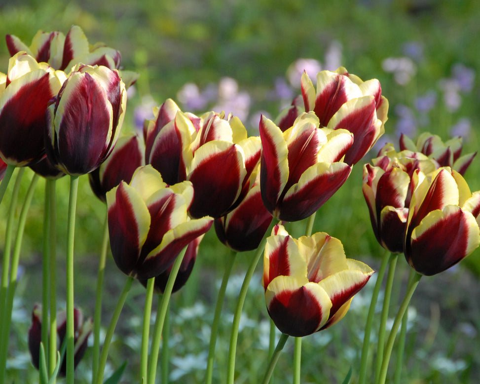 Flower BulbsGavota Bulbs UK - 2