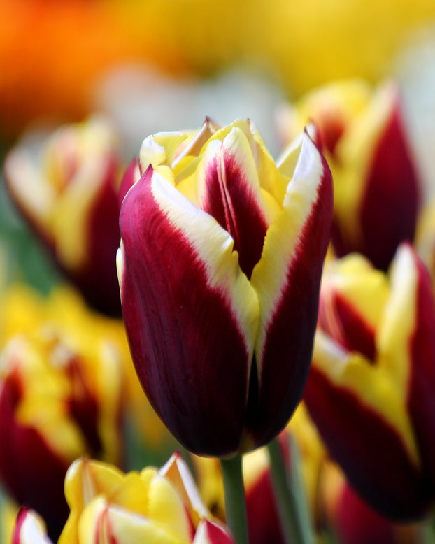 Tulip 'Gavota'
