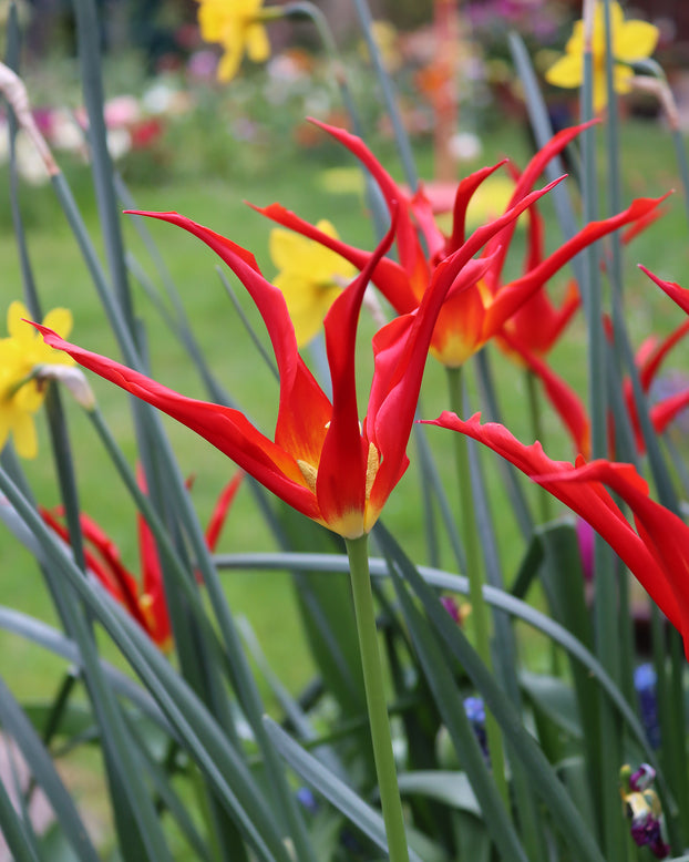Tulip 'Go Go Red'
