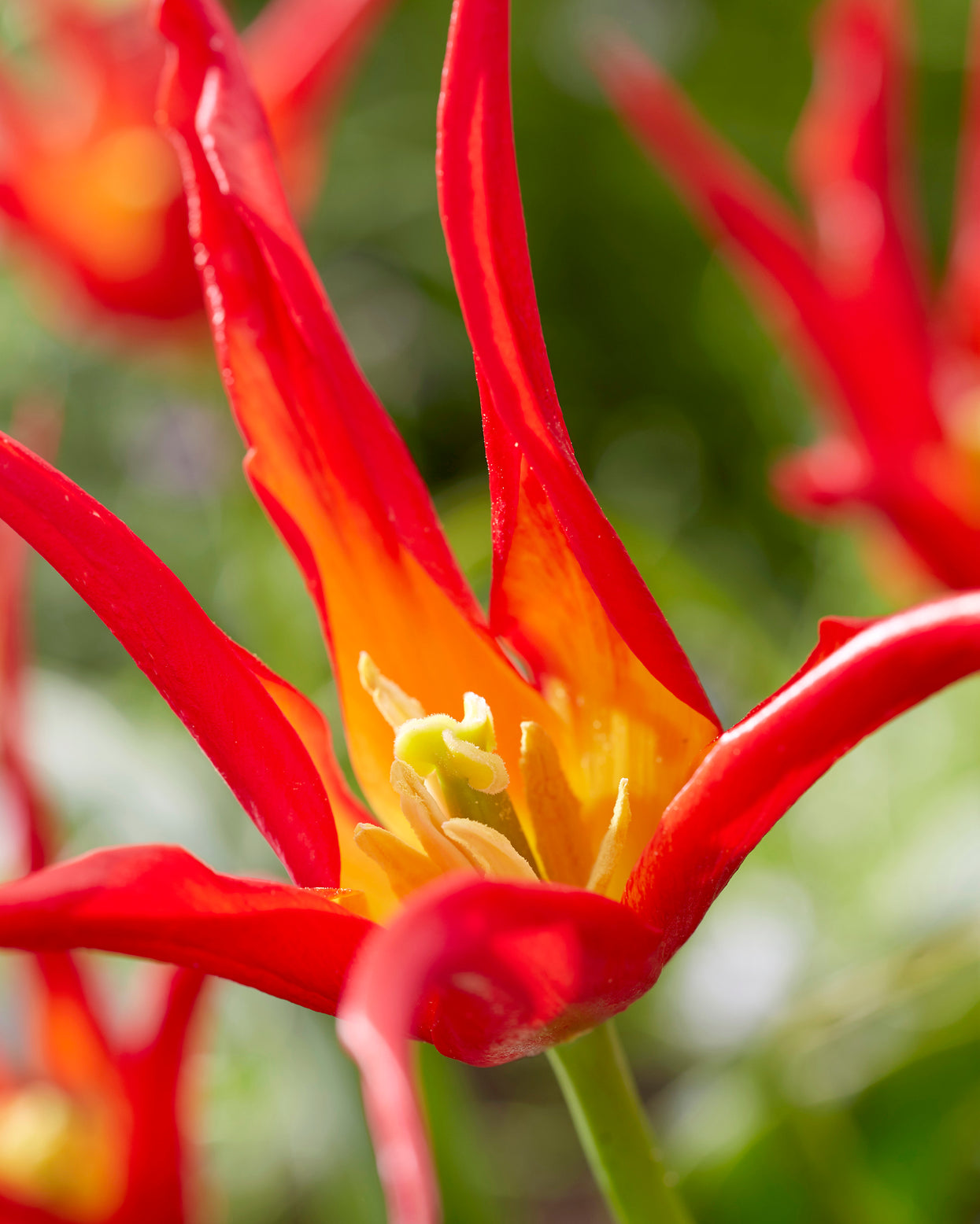 Tulip 'Go Go Red' bulbs | Buy 'joker's hat tulips' online at Farmer ...