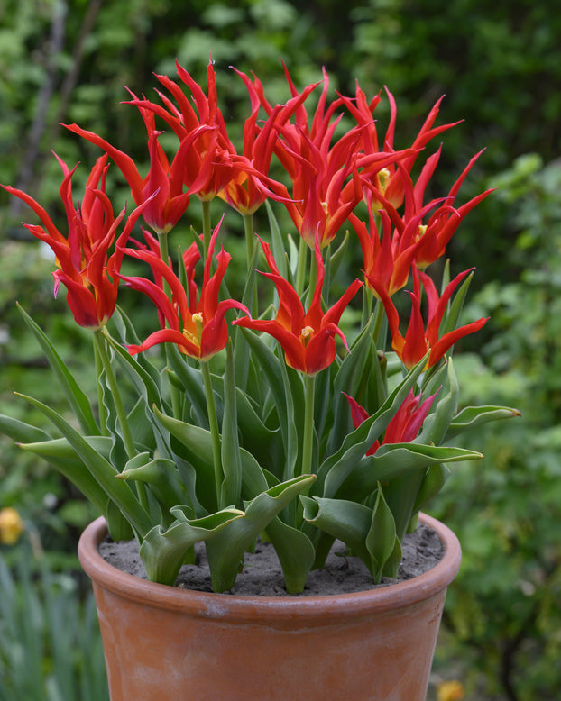 Tulip 'Go Go Red'