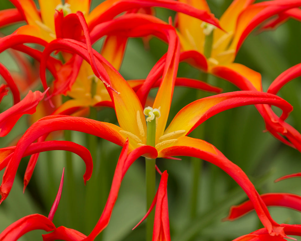 Tulip 'Go Go Red'