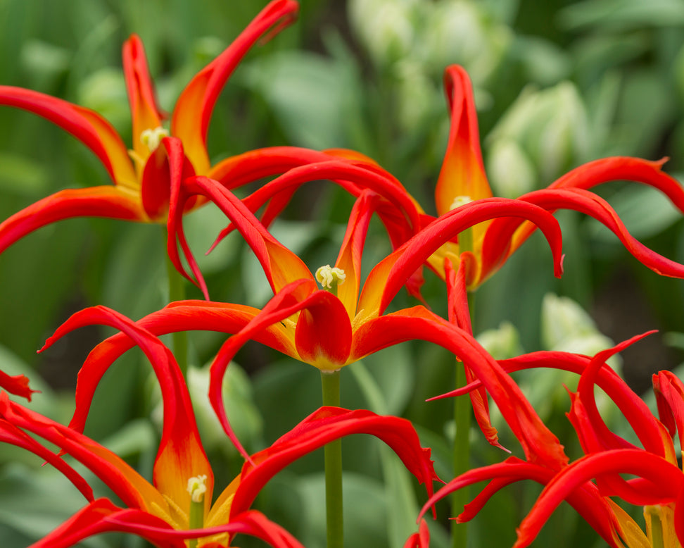 Tulip 'Go Go Red'
