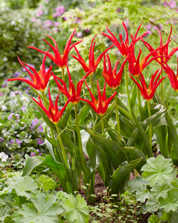 Tulip 'Go Go Red'
