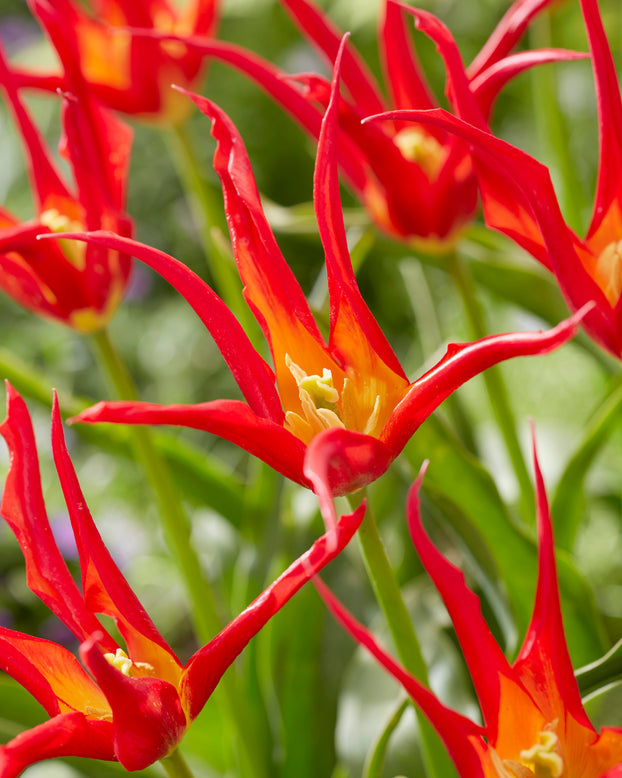 Tulip 'Go Go Red'