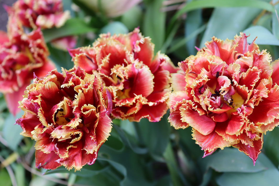 Tulip 'Gold Dust'