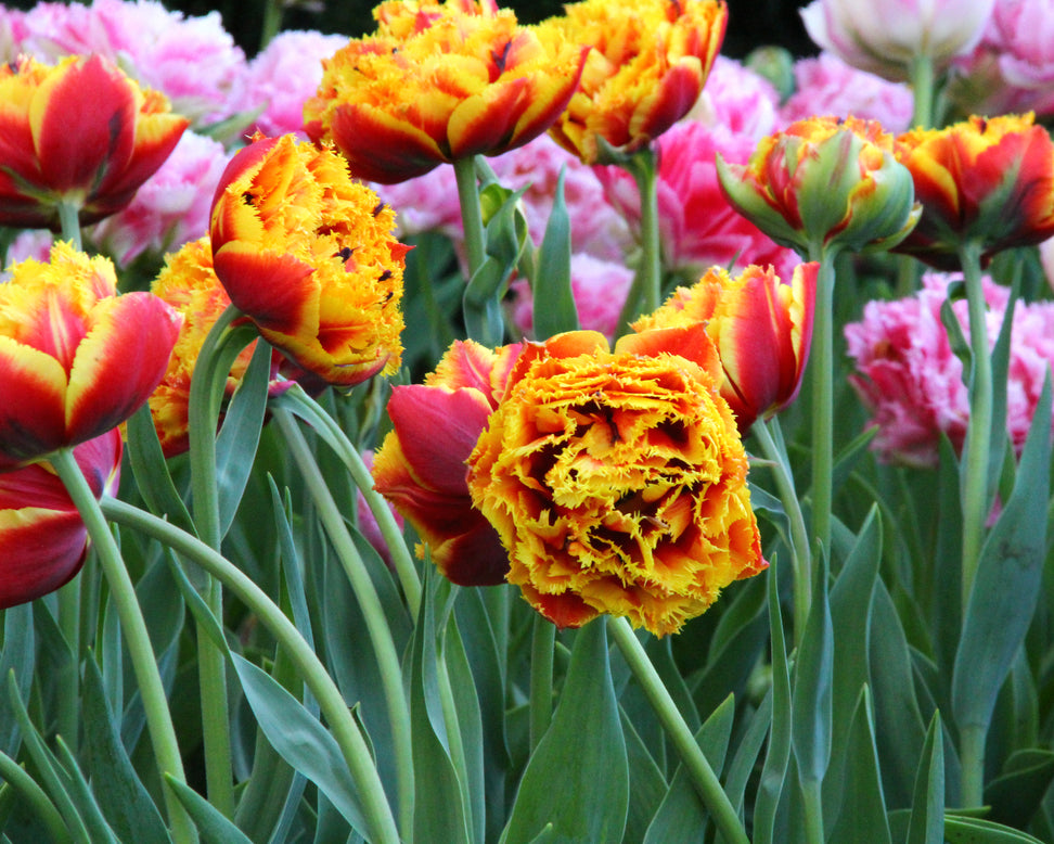 Tulip 'Gold Dust'