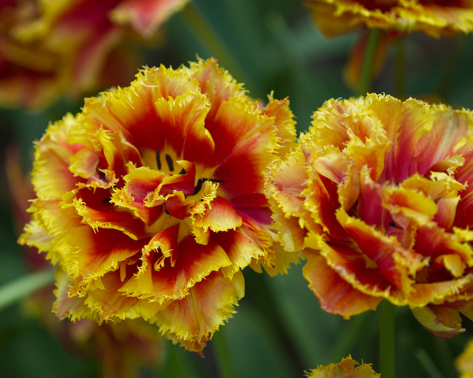 Tulip 'Gold Dust'