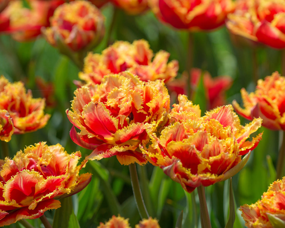 Tulip 'Gold Dust'