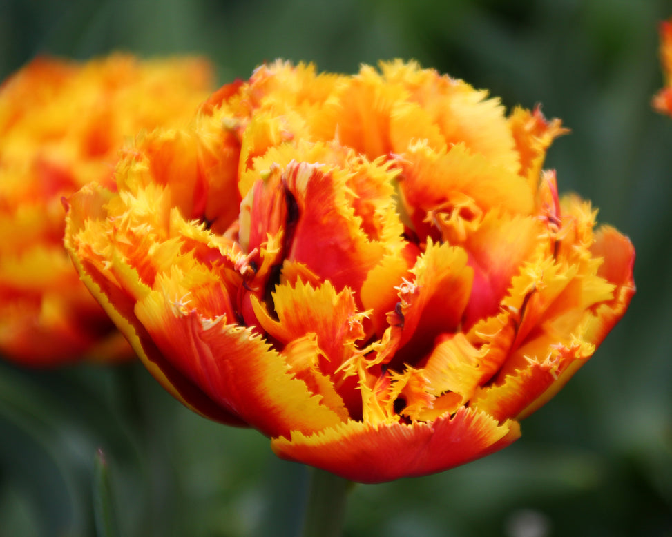 Tulip 'Gold Dust'