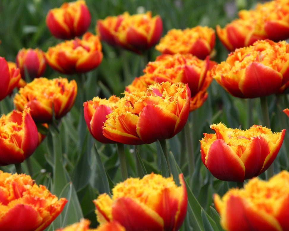 Tulip 'Gold Dust'