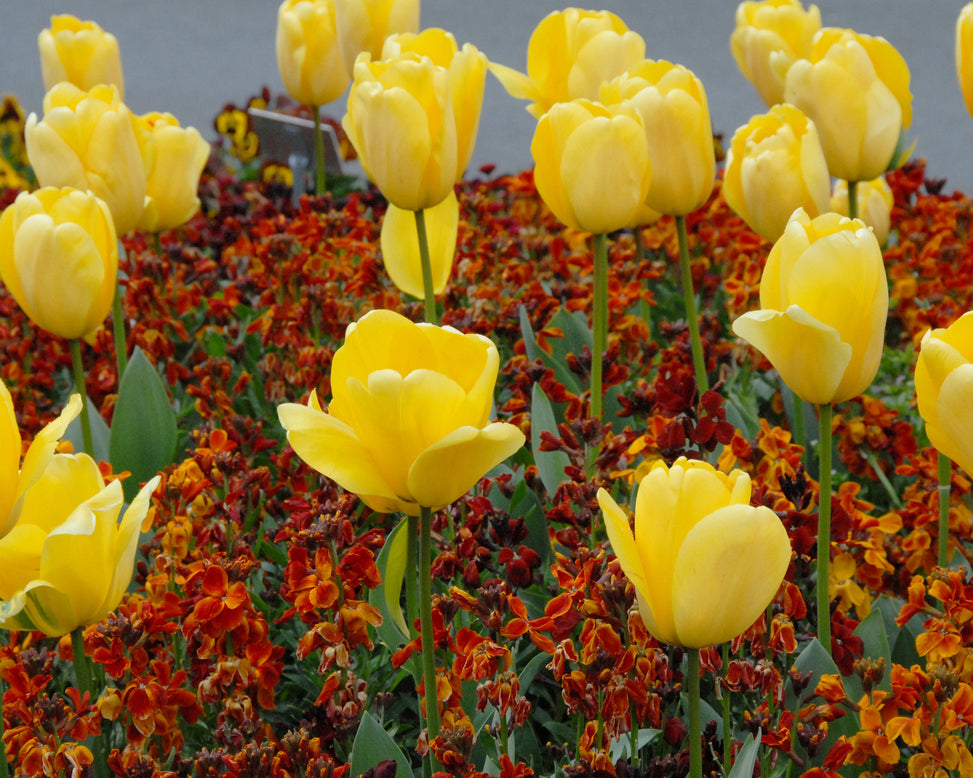 Flower BulbsGolden Parade Bulbs UK - 6
