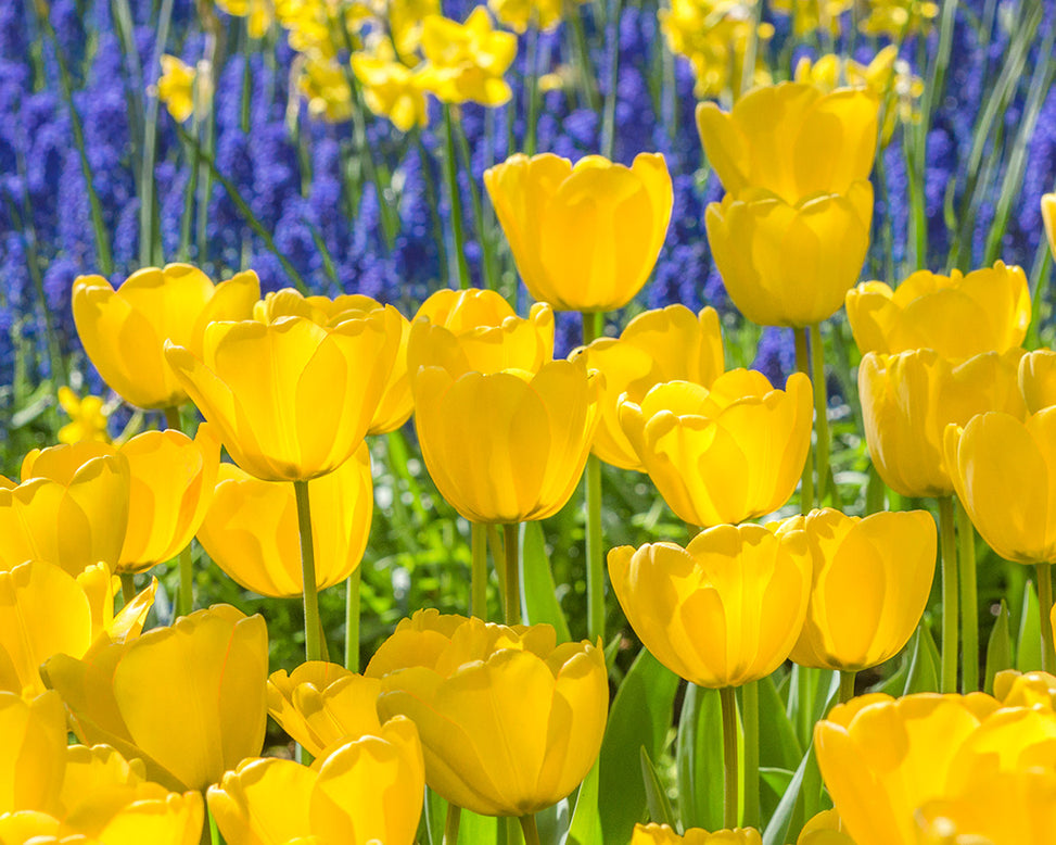 Flower BulbsGolden Parade Bulbs UK - 5