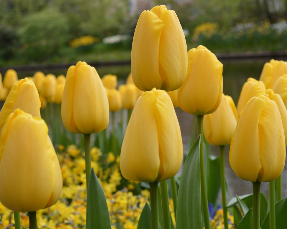 Flower BulbsGolden Parade Bulbs UK - 4