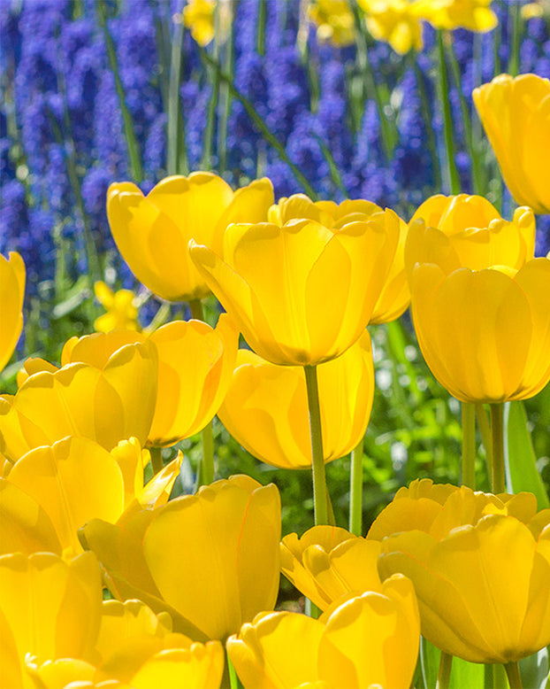 Flower BulbsGolden Parade Bulbs UK - 1