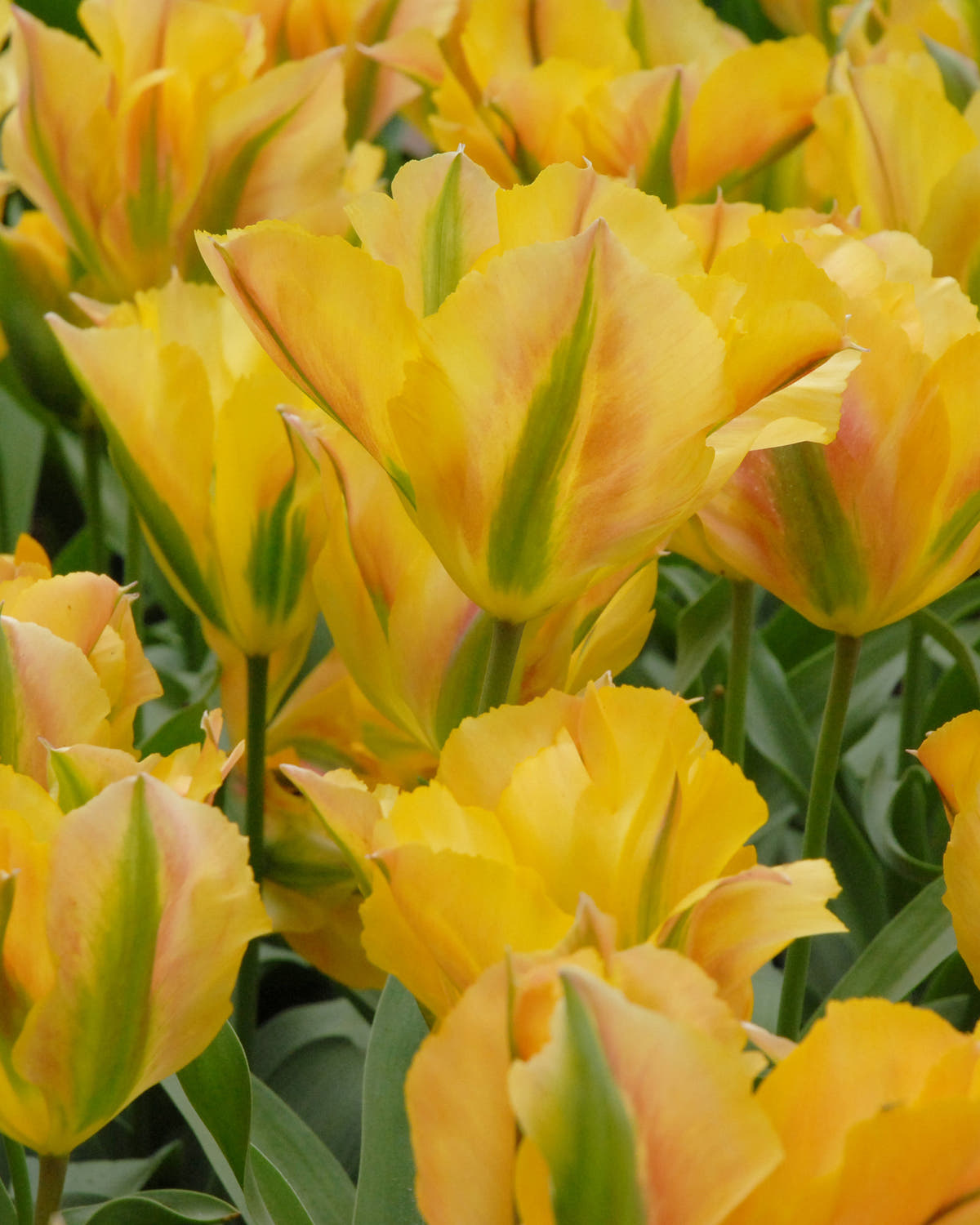 Flower BulbsGolden Artist Bulbs UK - 1