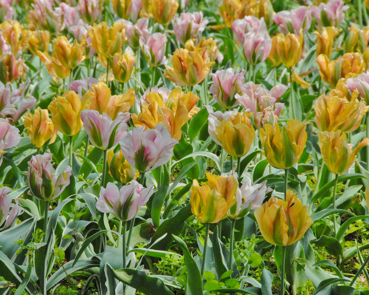 Flower BulbsGolden Artist Bulbs UK - 4
