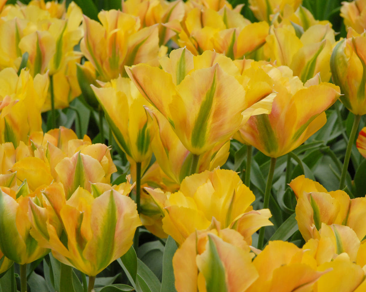 Flower BulbsGolden Artist Bulbs UK - 3
