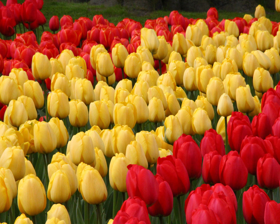Tulip 'Golden Parade'
