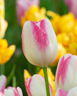 Tulip 'Graceland'