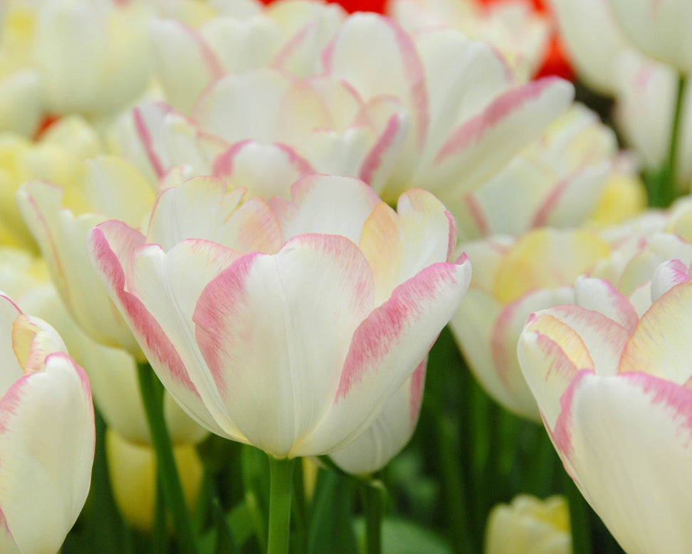 Tulip 'Graceland'