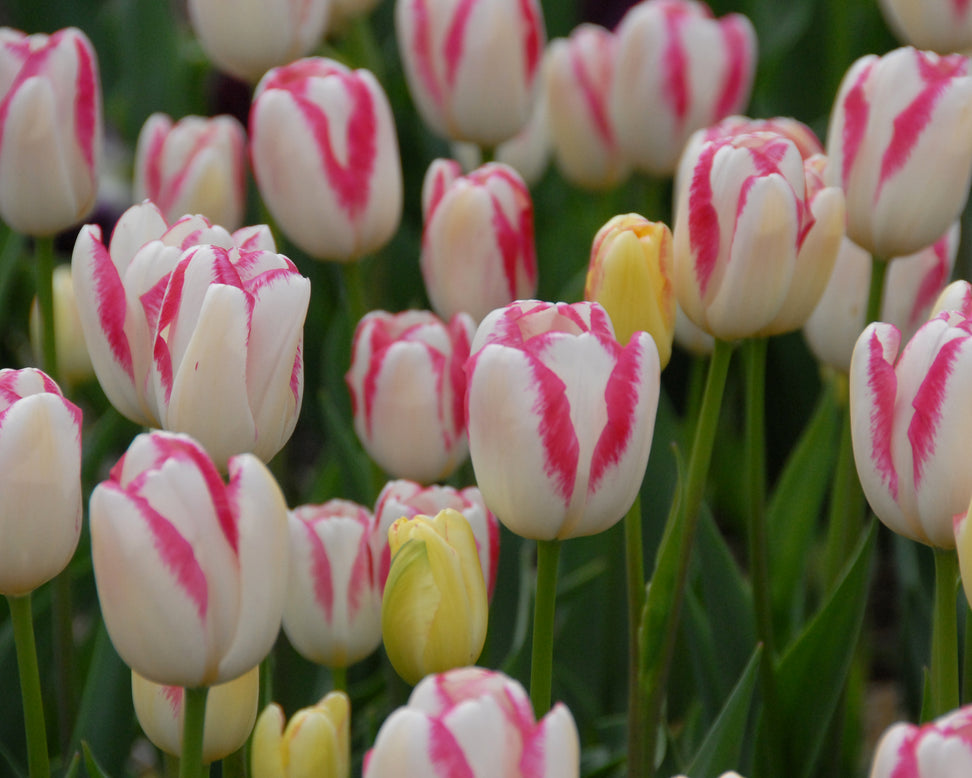Tulip 'Graceland'