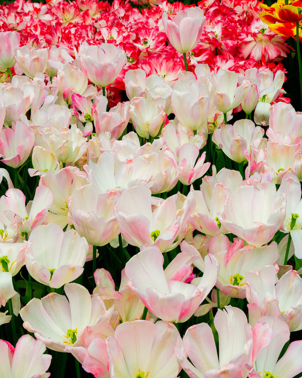 Tulip 'Graceland'