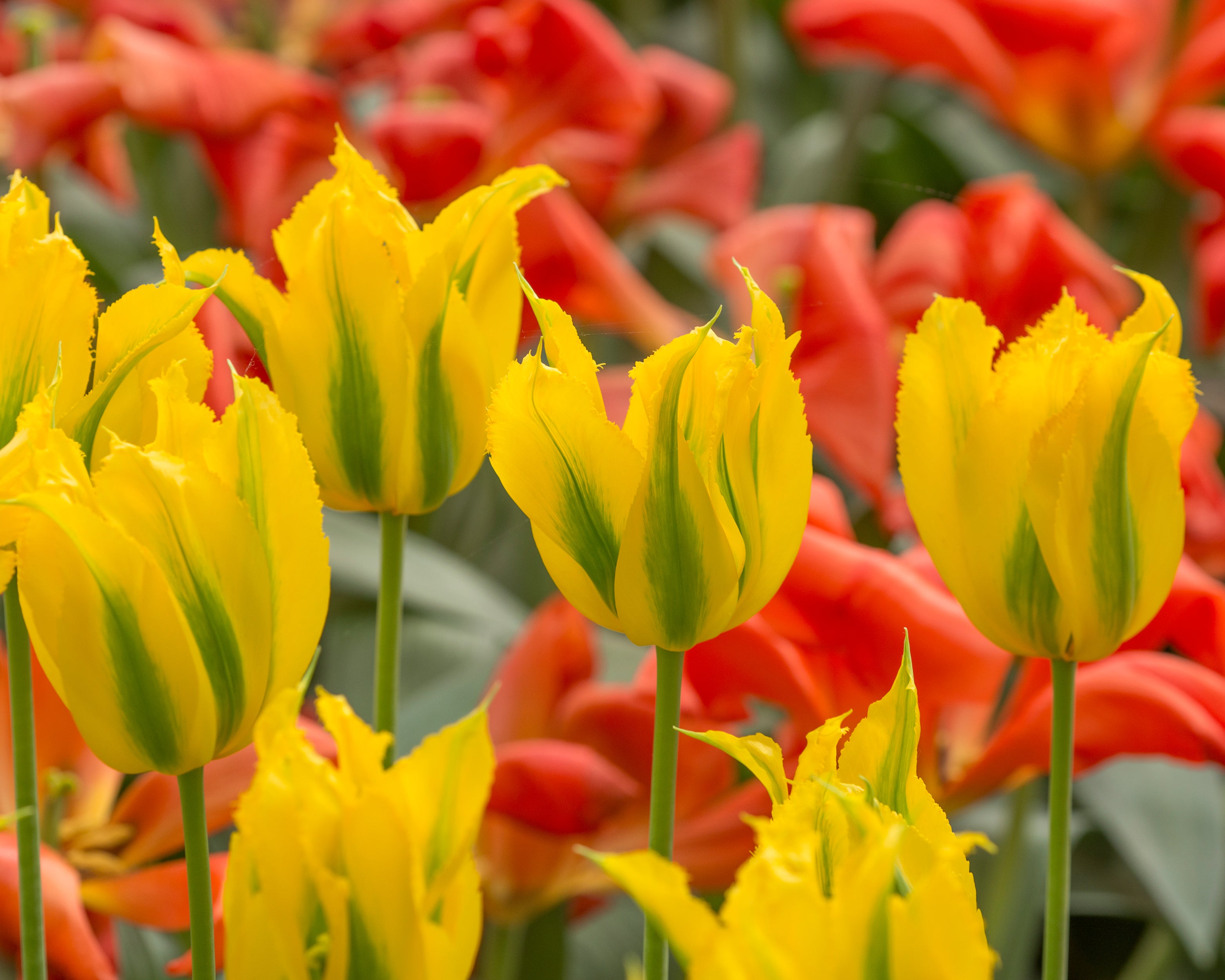 Tulip 'Green Mile' bulbs — Buy online at Farmer Gracy UK