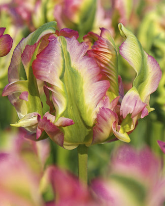 Tulip 'Green Wave'