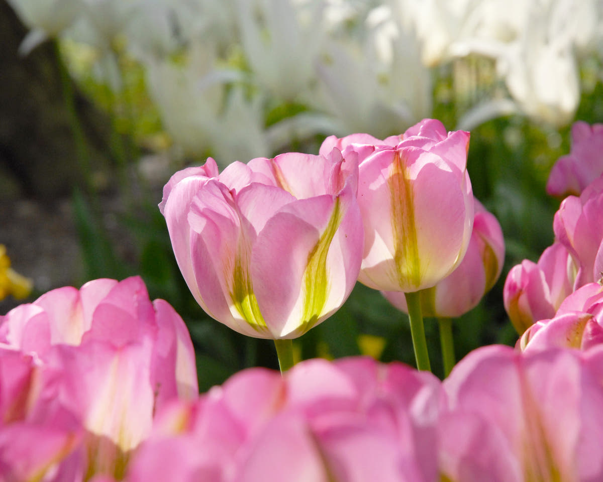 Flower BulbsGreenland Bulbs UK - 4