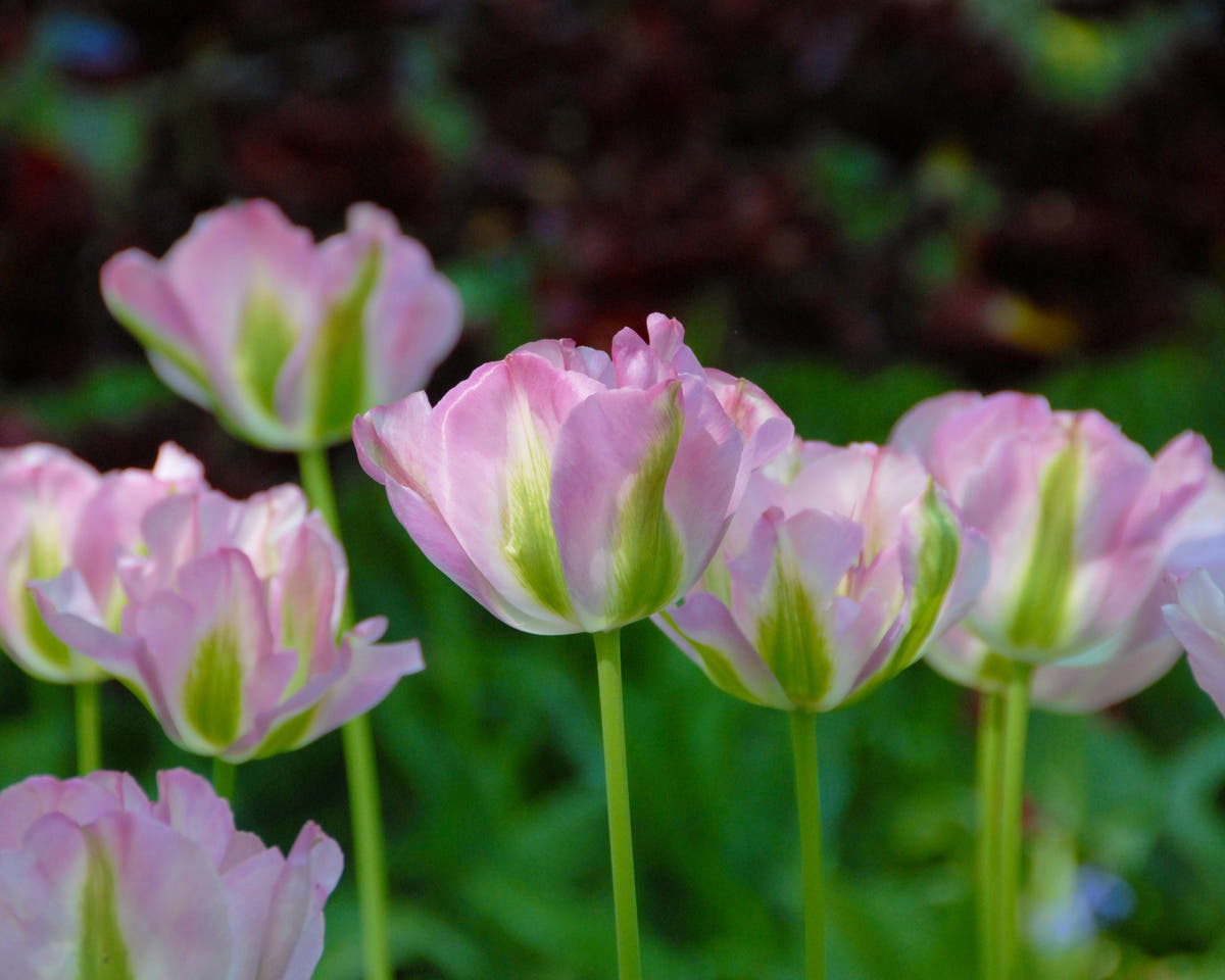 Flower BulbsGreenland Bulbs UK - 3