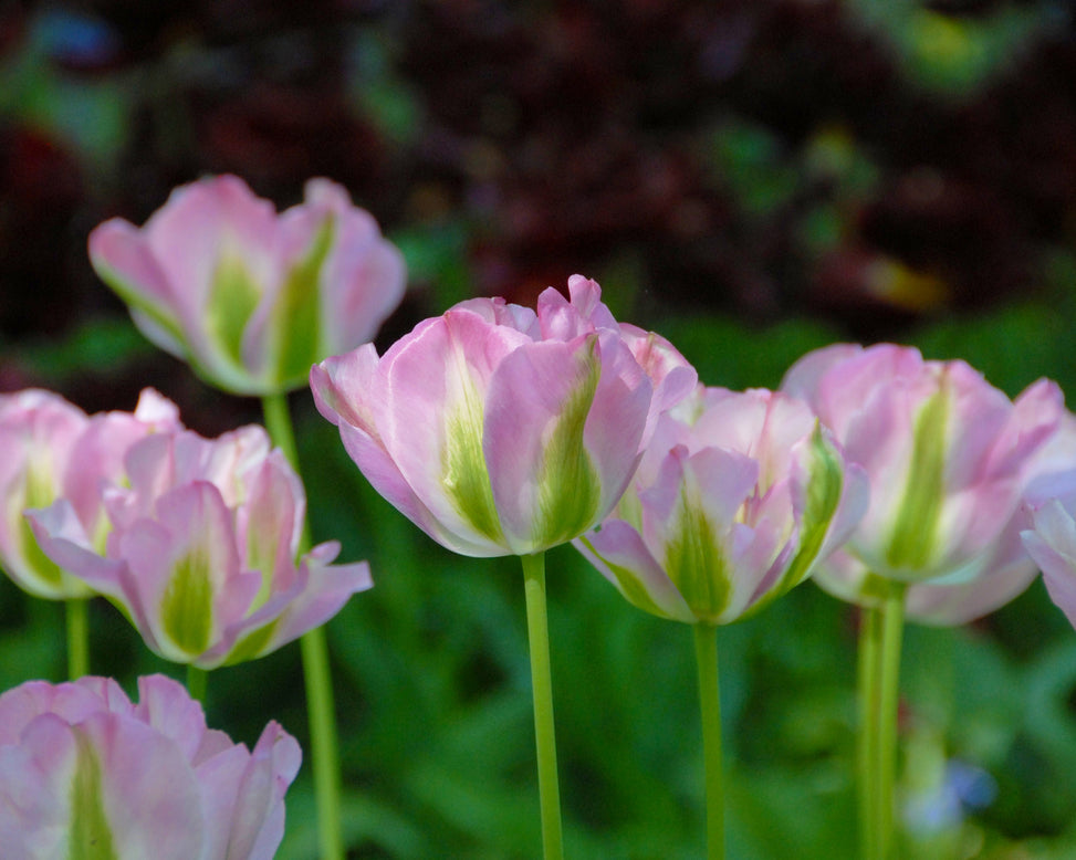Flower BulbsGreenland Bulbs UK - 3