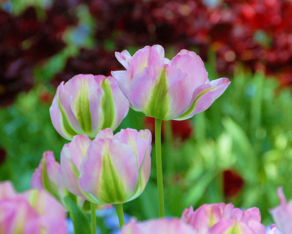Flower BulbsGreenland Bulbs UK - 2