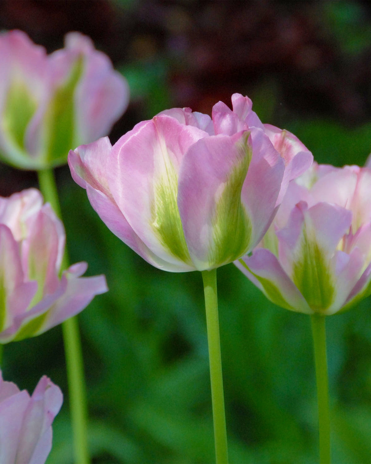 Flower BulbsGreenland Bulbs UK - 1