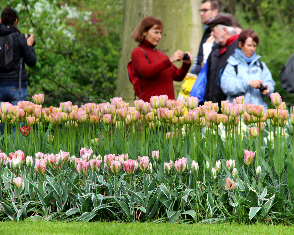 Tulip 'Greenland'