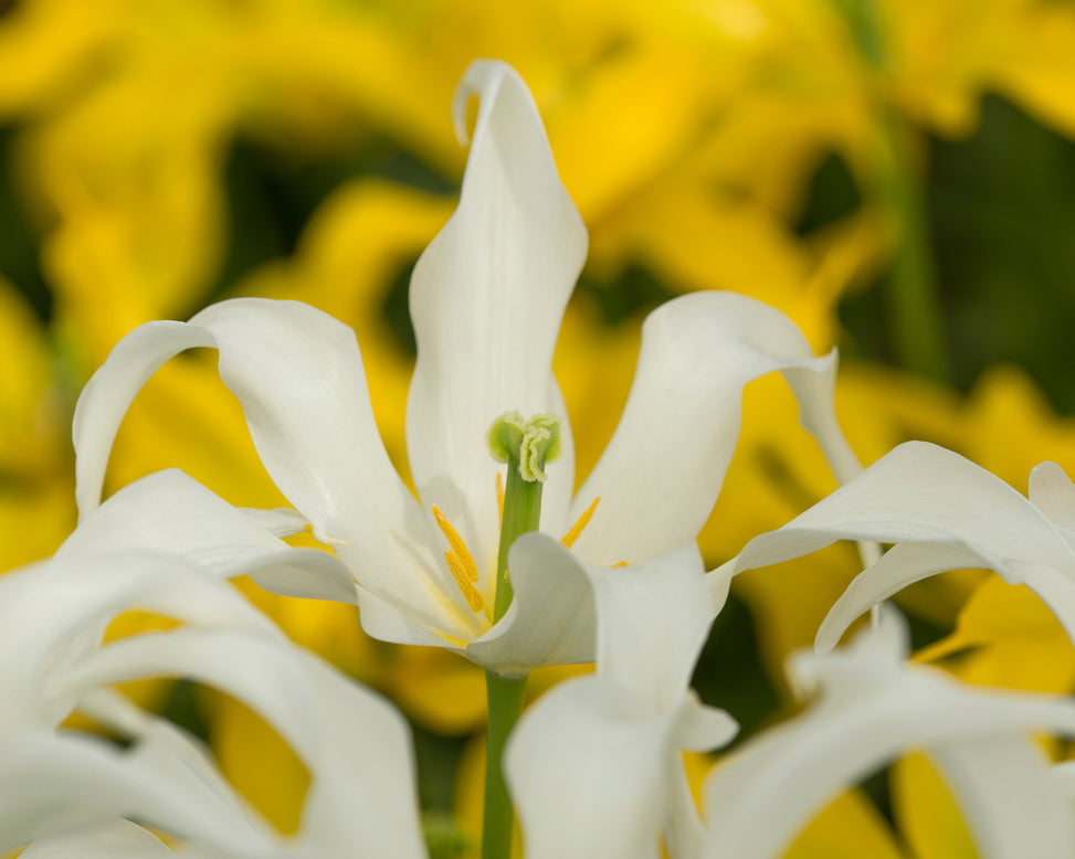 Tulip 'Healthcare'