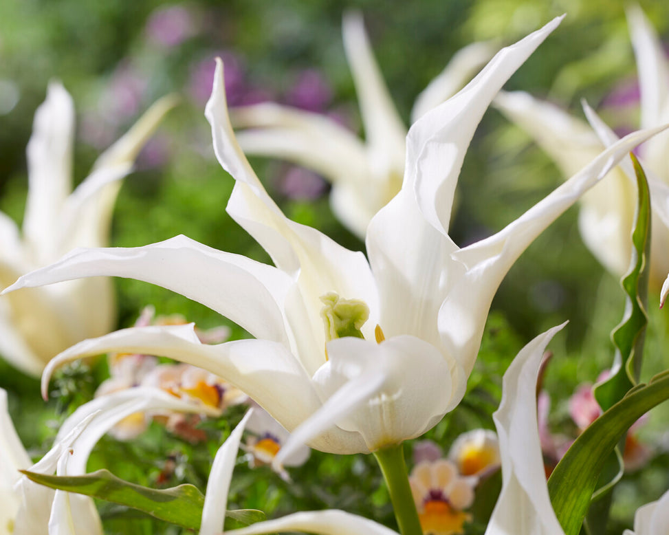 Tulip 'Healthcare'