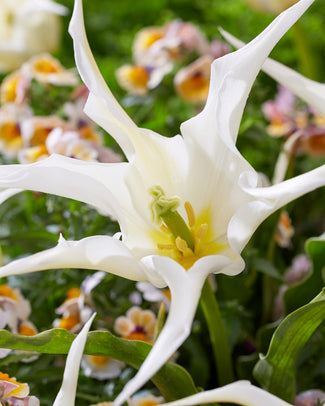 Tulip 'Healthcare'