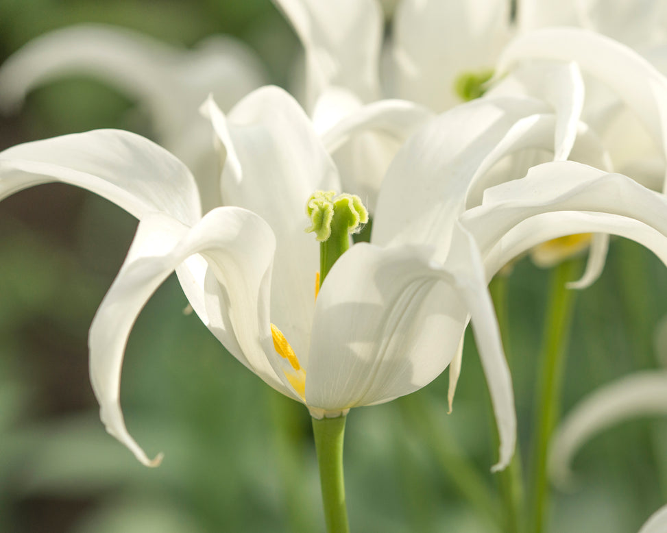 Tulip 'Healthcare'