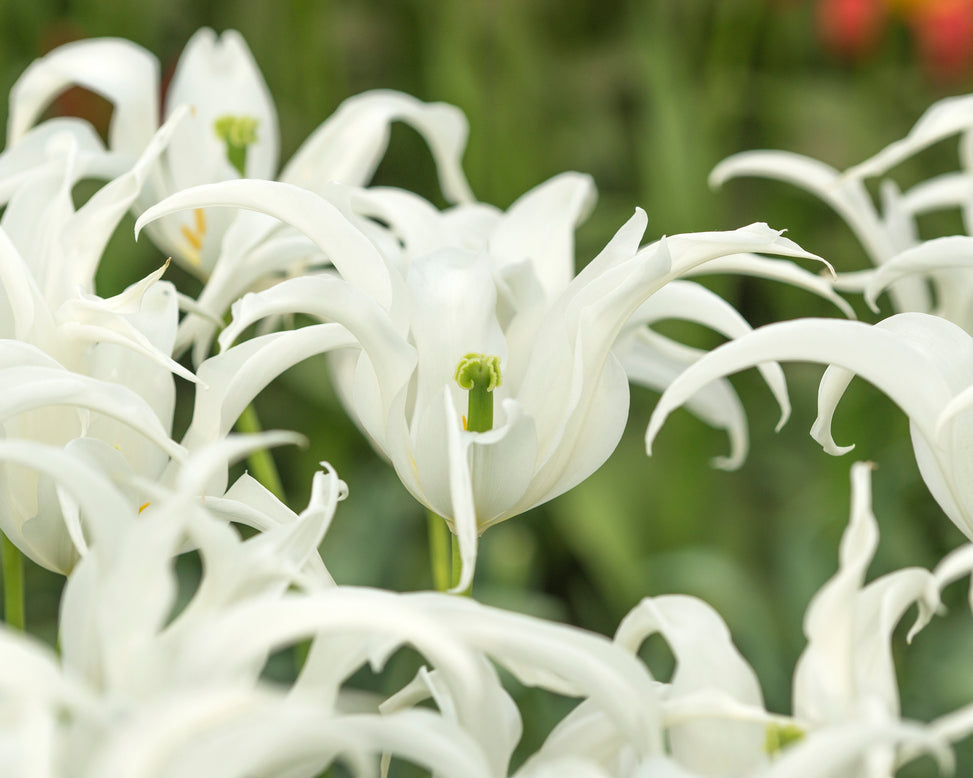 Tulip 'Healthcare'