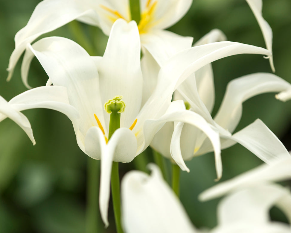 Tulip 'Healthcare'