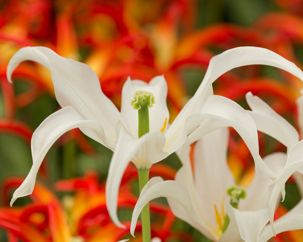 Tulip 'Healthcare'