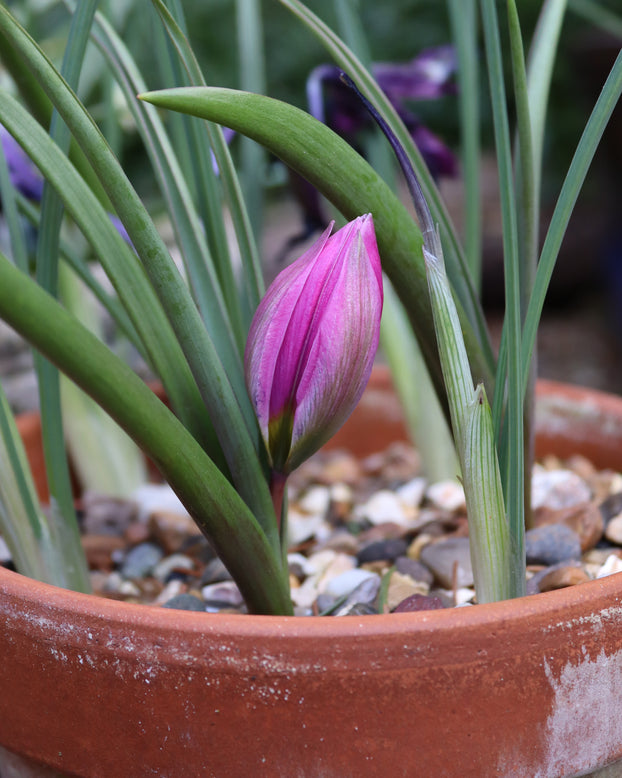 Tulip humilis 'Helene'