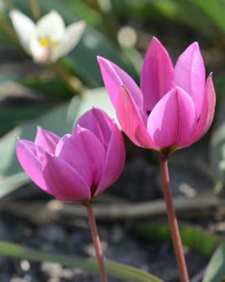 Tulip humilis 'Helene'