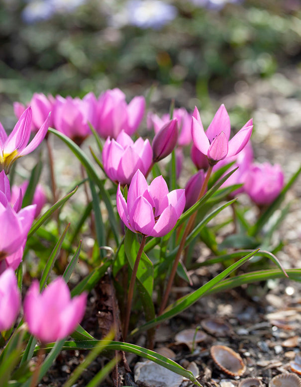 Tulip humilis 'Helene'